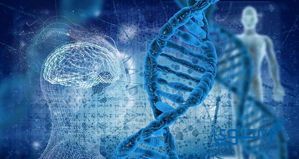 النسيج الذي ينقل رسائل الجسم هو النسيج