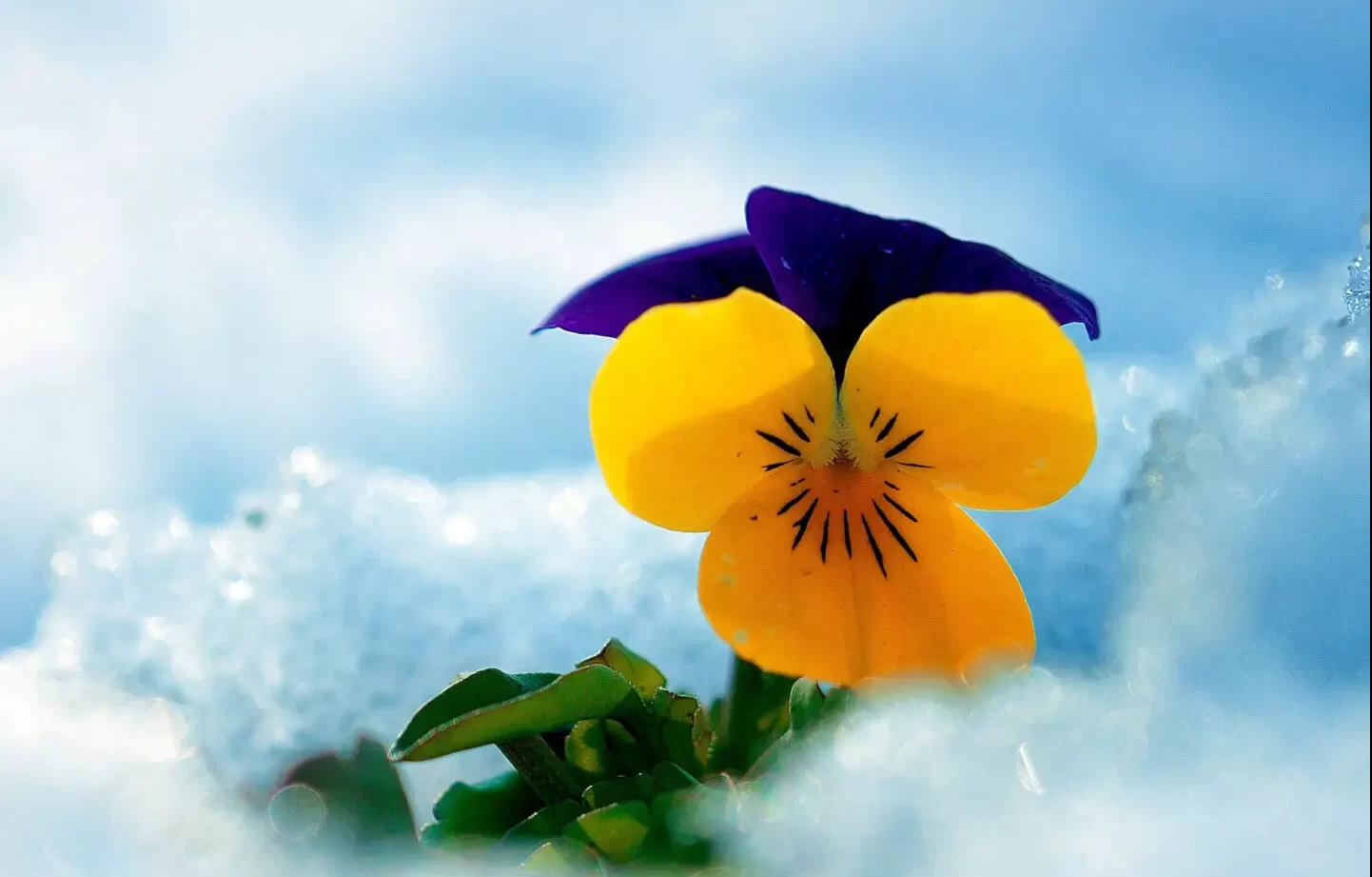 خلفيات روعة للجوال بجودة عالية