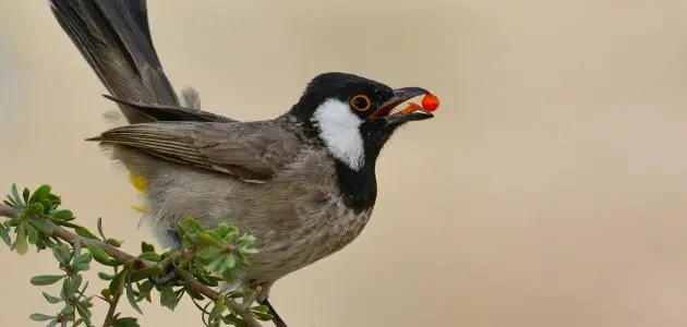 تفسير رؤية البلبل في المنام لابن سيرين