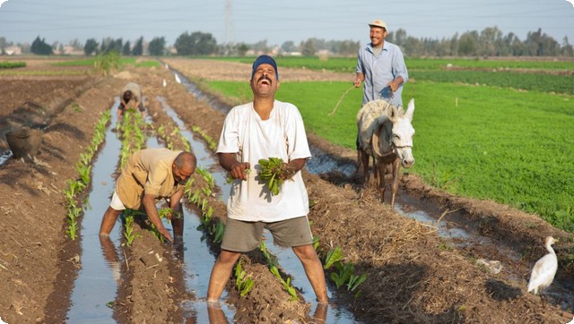 بحث عن أهمية الفلاح في حياة الناس والوطن