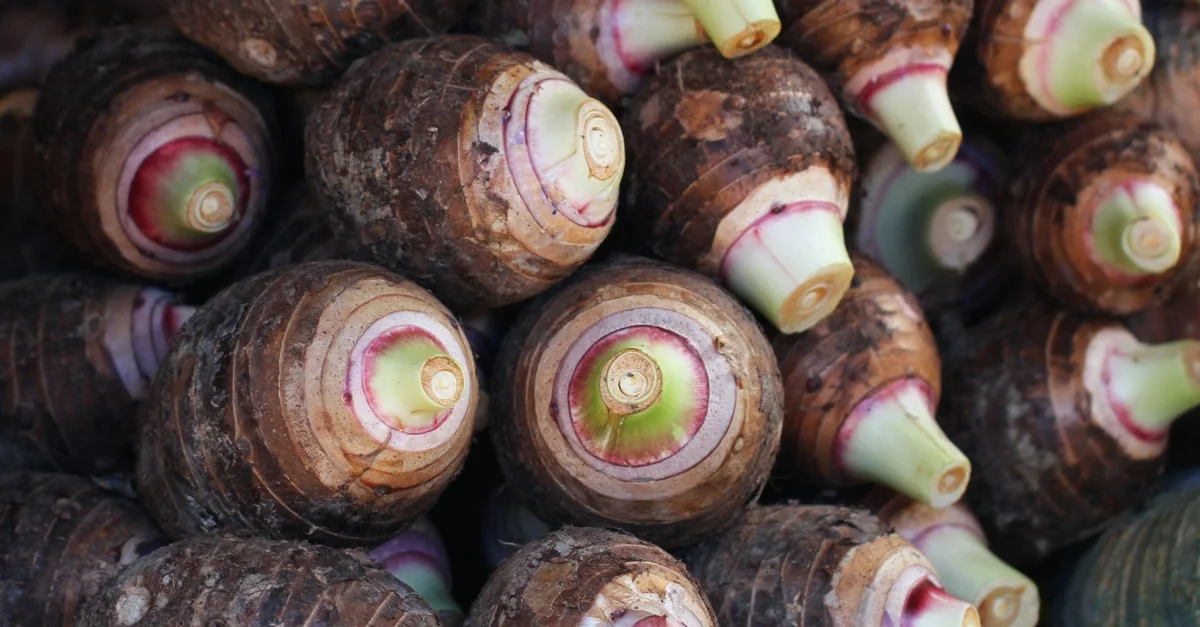 رؤية القلقاس في المنام