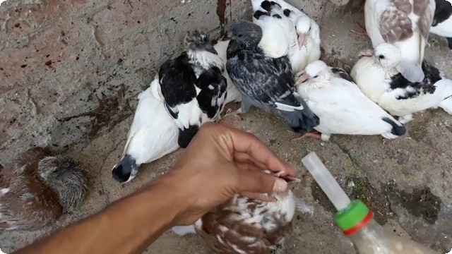 كيف تأكل الزغاليل