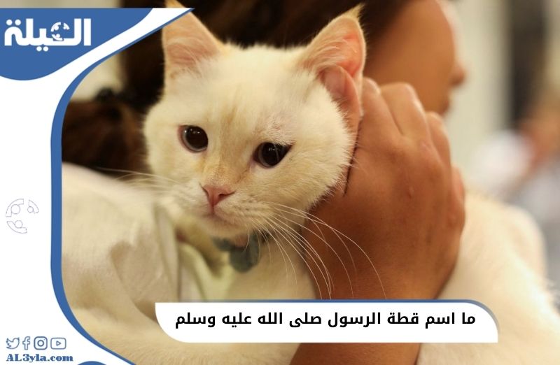 ما اسم قطة الرسول صلى الله عليه وسلم