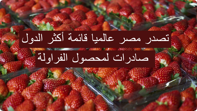 تصدر مصر عالميا قائمة أكثر الدول صادرات لمحصول الفراولة