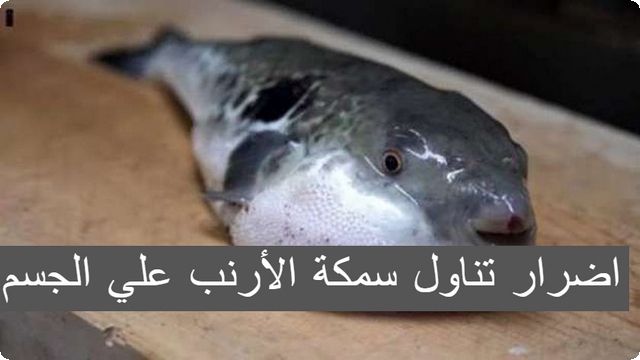 سمكة الأرنب