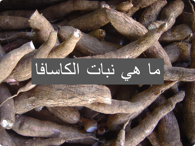 ما هي نبات الكاسافا