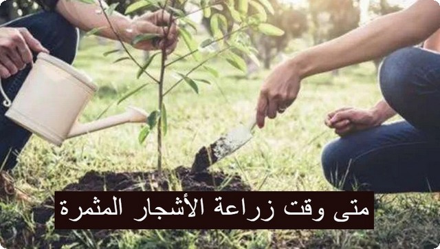 توقيت زراعة الأشجار المثمرة وأهم 6 نصائح لزراعة أشجار الزينة