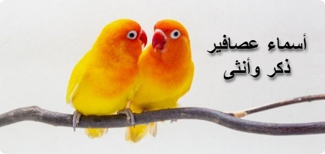 أسماء عصافير