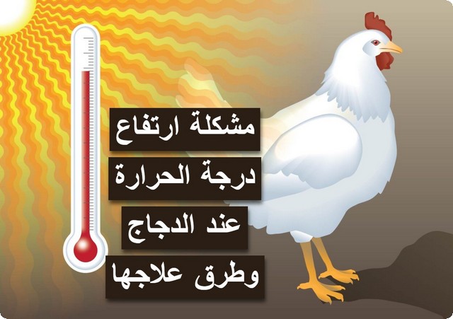 ارتفاع درجة الحرارة عند الدجاج