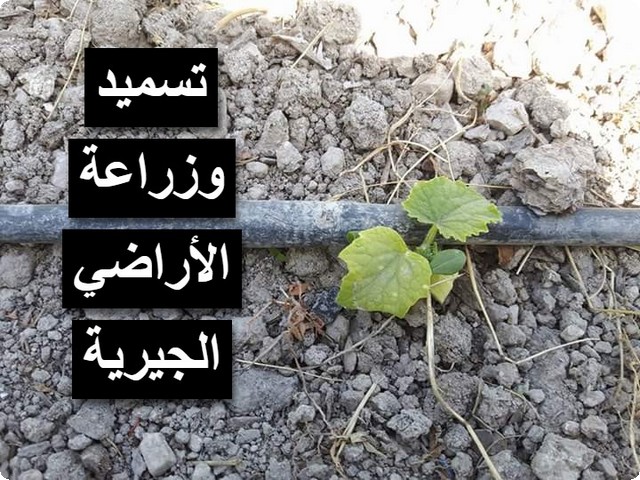 الأراضي الجيرية