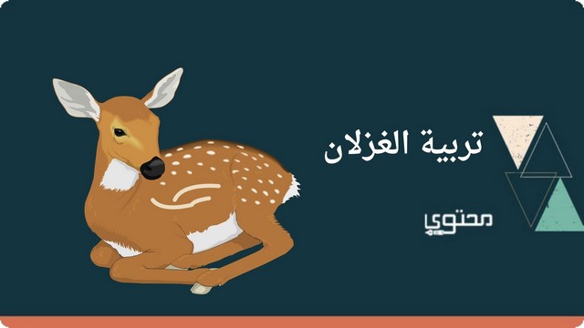 دراسة جدوي تربية الغزلان كاملة متكاملة بصيغة Pdf