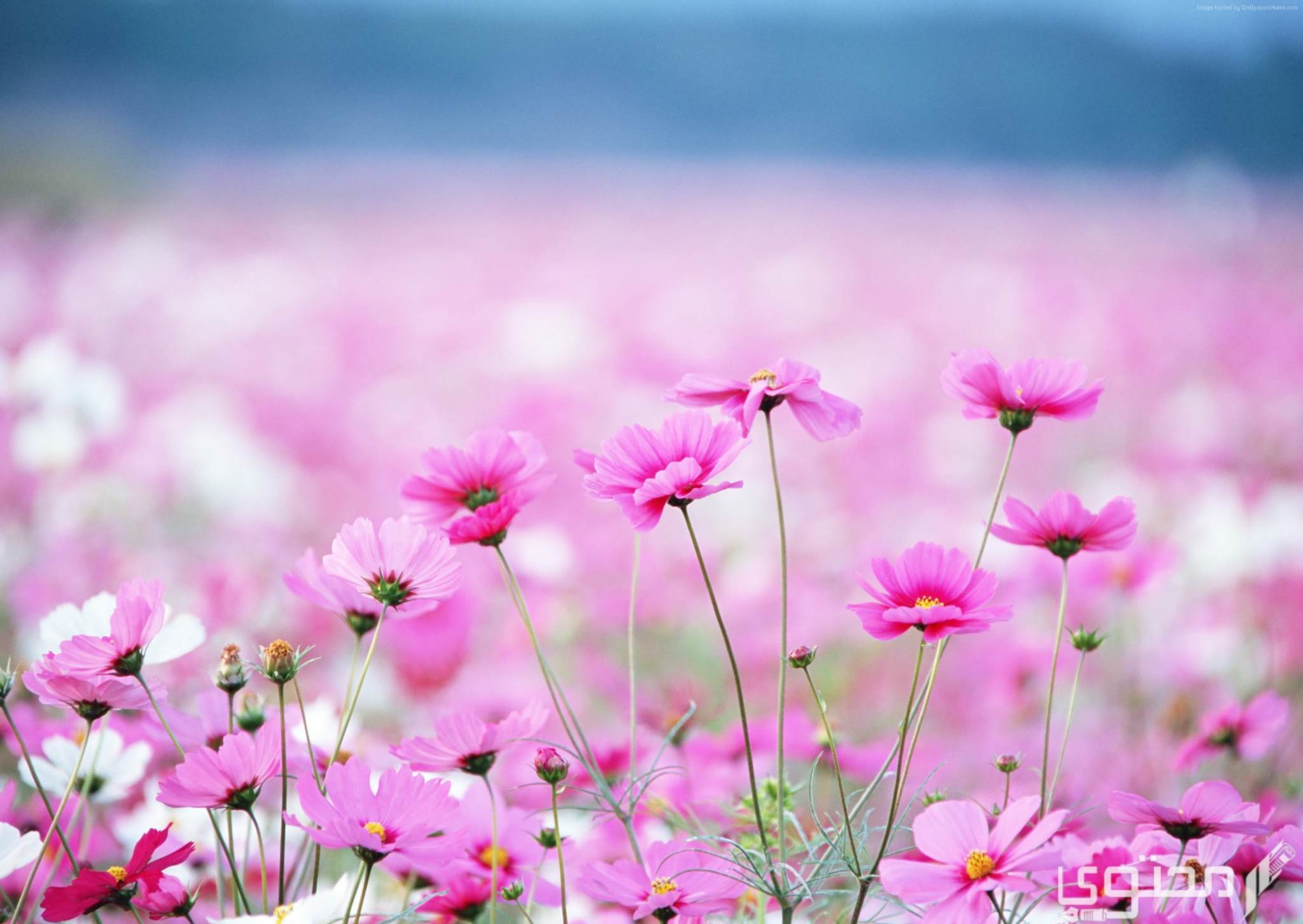 أسماء الورد في السعودية