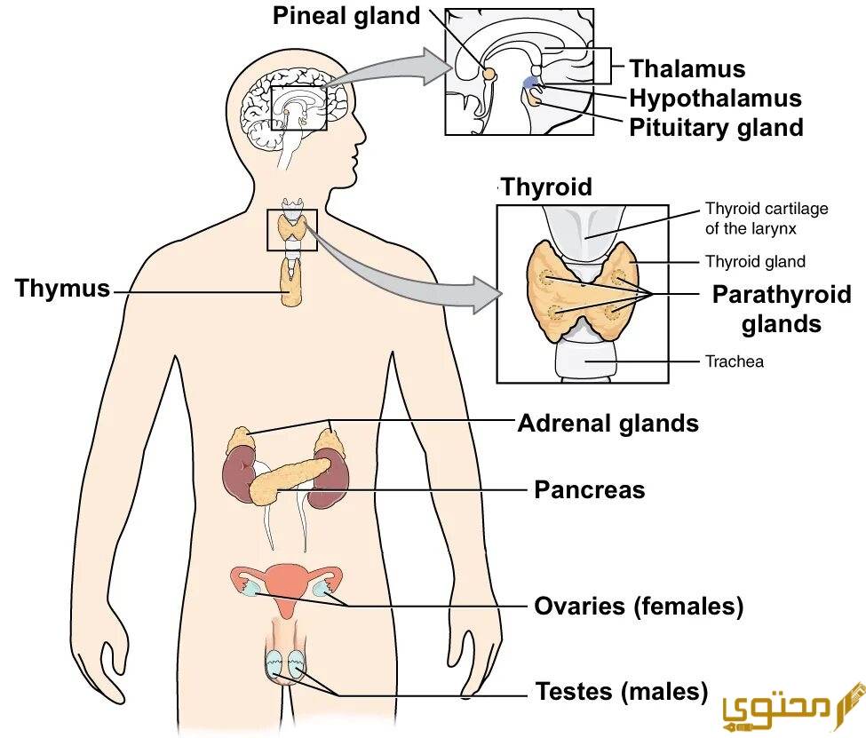 كم عدد الغدد في جسم الانسان
