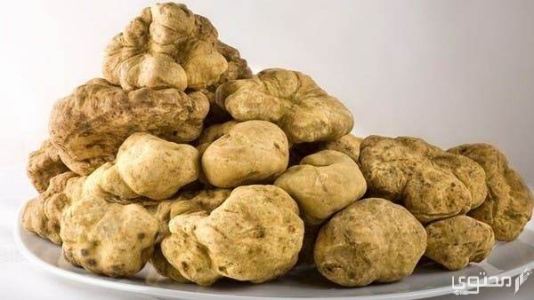 كم سعر الفقع في السعودية 2023