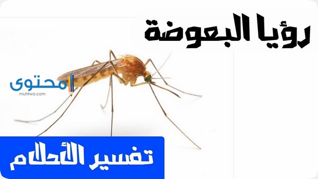 تفسير رؤية قتل البعوض فى الحلم بالتفصيل