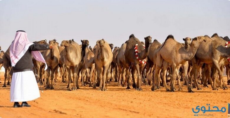 مهرجان جائزة الملك عبدالعزيز لمزاين الابل بالصور