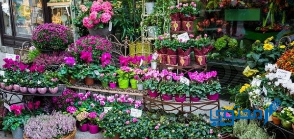 أقرب محل ورد من موقعي الحالي يعمل