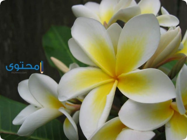 الياسمين في الحلم