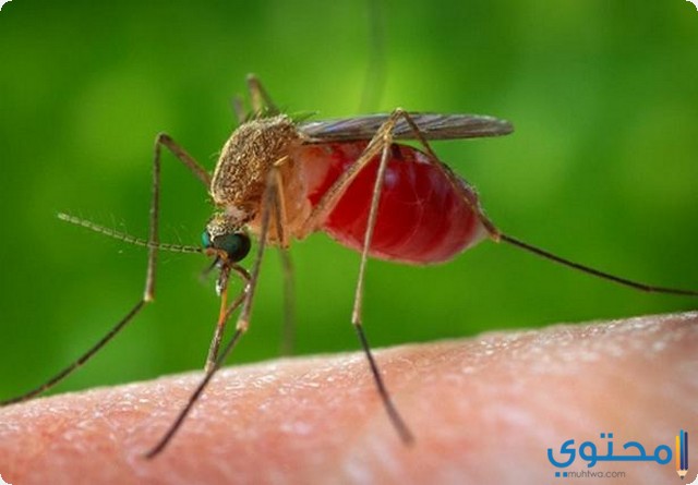 قتل البعوض في المنام