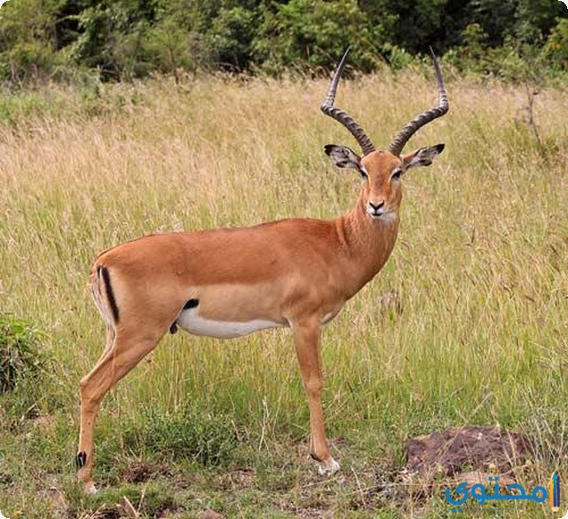رؤية الغزال في المنام