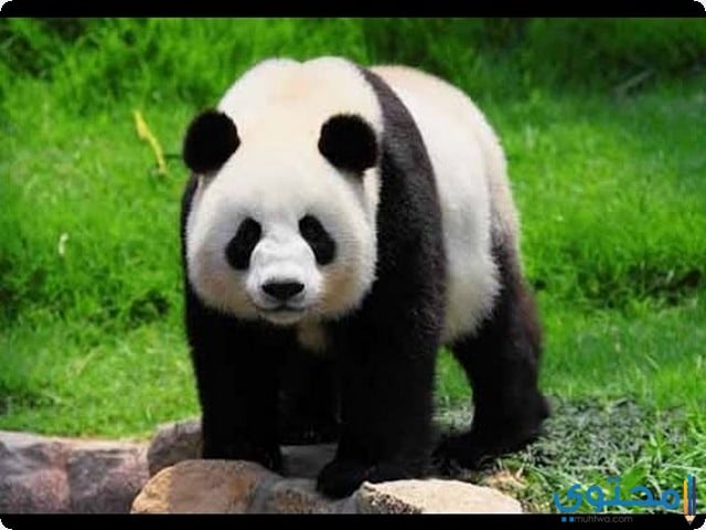 الباندا في المنام للعزباء