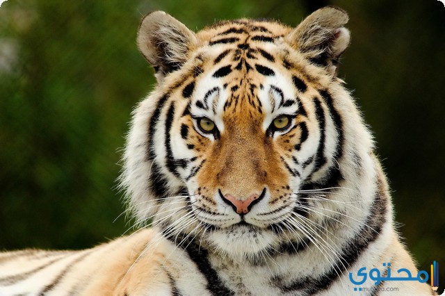 النمر في المنام