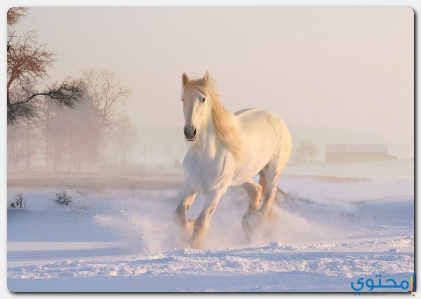 الحصان في المنام