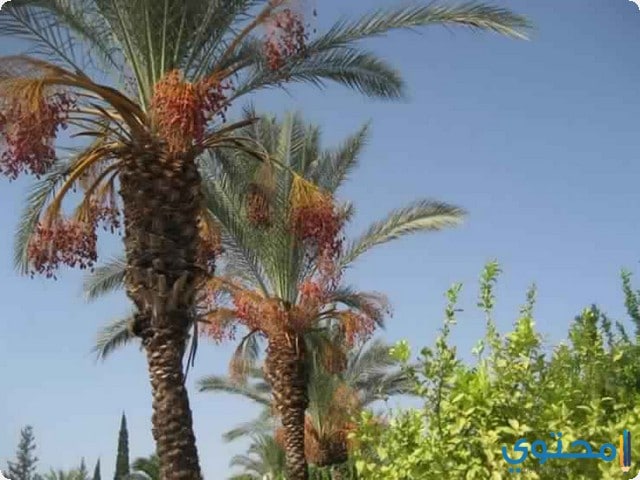 النخل في المنام