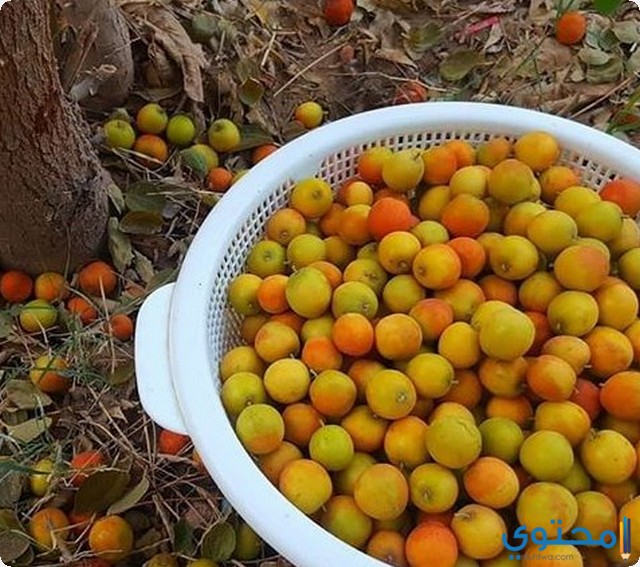 النبق في المنام