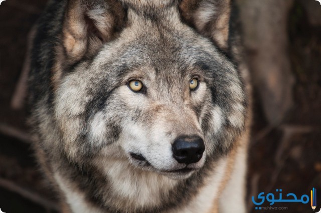 الذئب في المنام