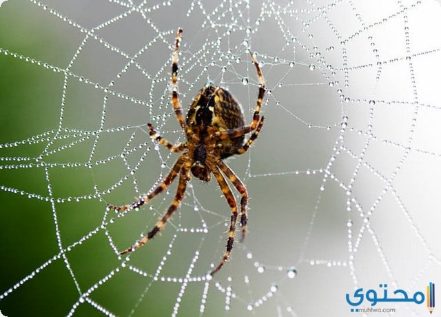 العنكبوت الأسود في المنام للمتزوجة