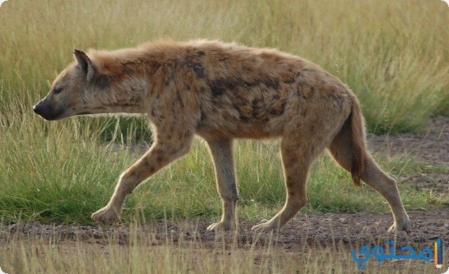 تفسير رؤية الضبع في المنام للرجل والمرأة