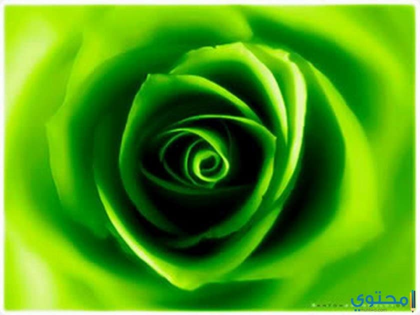 اللون الأخضر في المنام