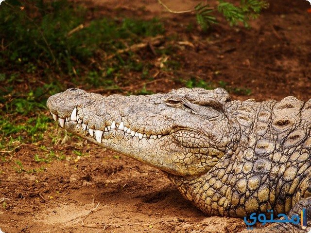 التمساح في الحلم