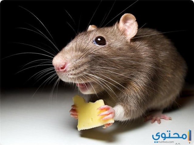 الفئران في المنام للحامل