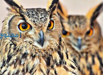 Indian eagle owl can survive 25 to 30 years in the wild.