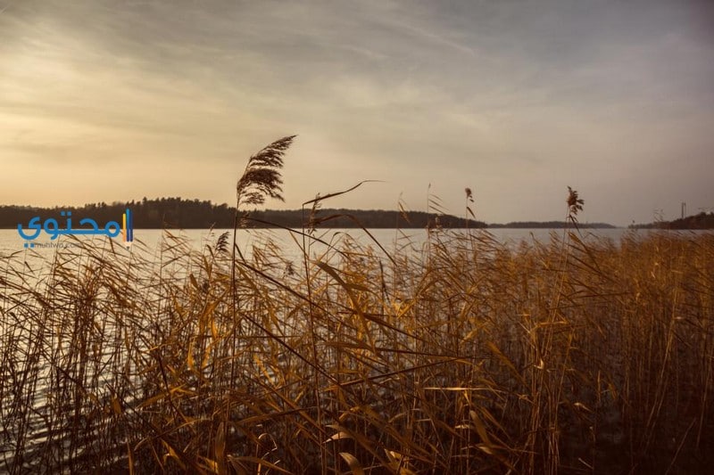 الرياح في المنام