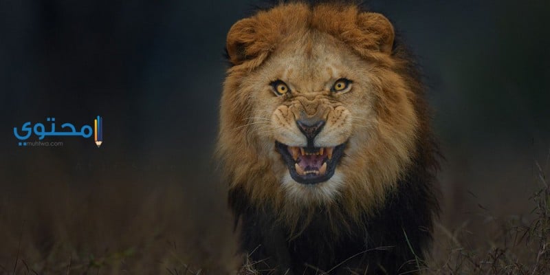 الأسد في المنام