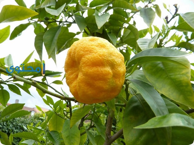 الأترج في المنام