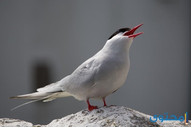 معلومات عن طائر الخرشنة