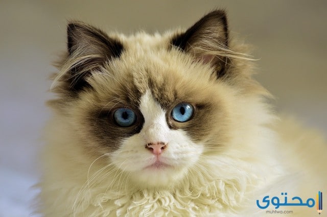 حقائق عن القطط