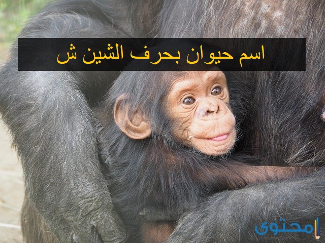 حيوان بحرف الشين