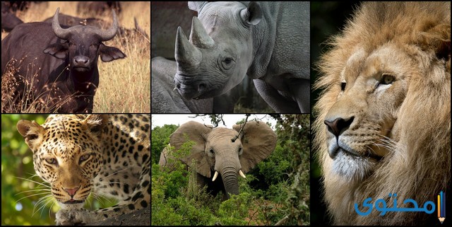 أنواع الحيوانات