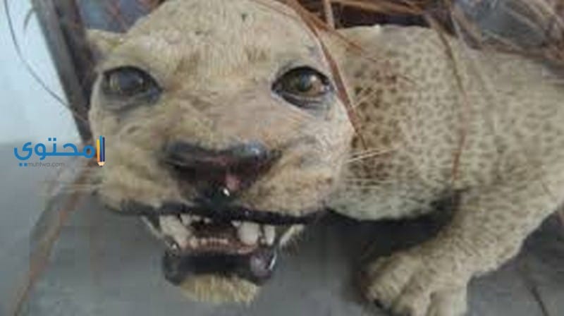 حيوانات غريبه فى المنام