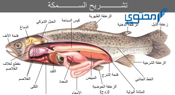 شرح عملية الإخراج في الأسماك