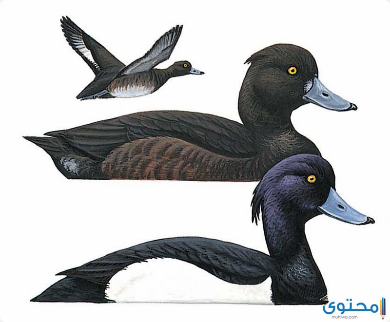 البط الأسود في المنام