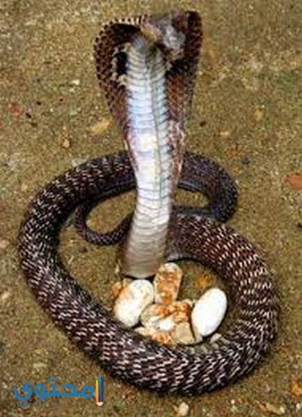 الأفعى في المنام