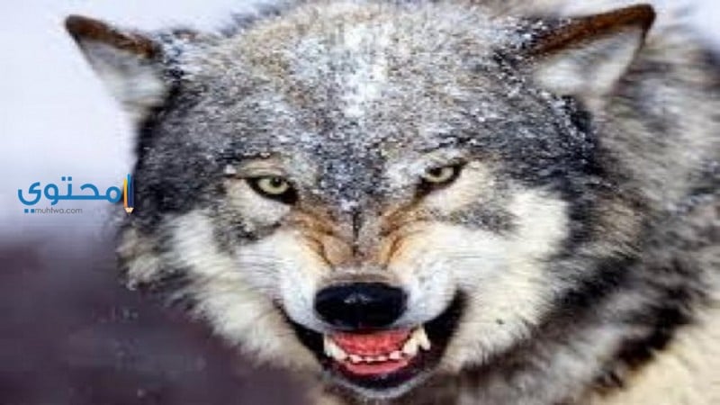 الذئب في المنام