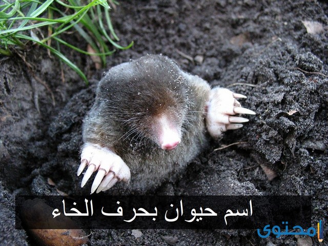 حيوان بحرف الخاء