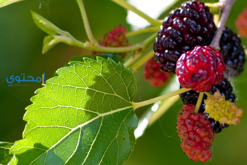 التوت الأحمر في المنام